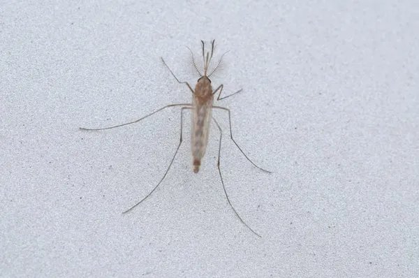 把蚊子卵喝进去怎么办