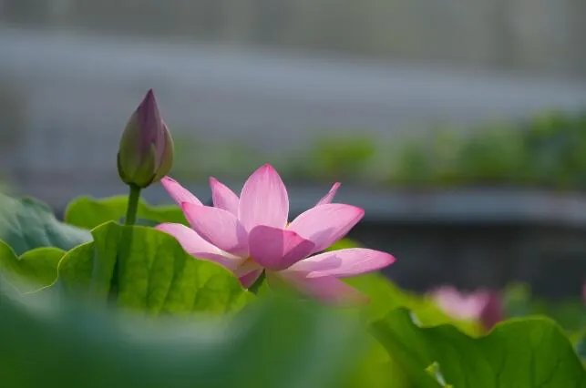 关于夏至的唯美句子