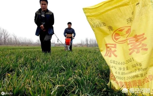 大蒜种植用什么肥料？