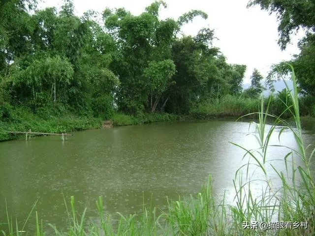 雨后池塘水浑浊怎么处理？