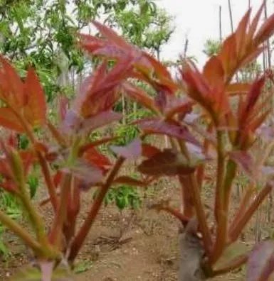 香椿价格已降至20元一斤,什么是香椿?