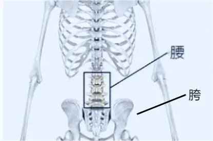 腰和胯的位置示意图