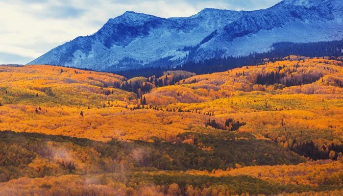 白杨树的特点 白杨树有哪些特点