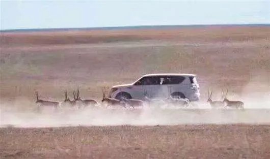 越野车碾压藏羚羊群是真的吗？