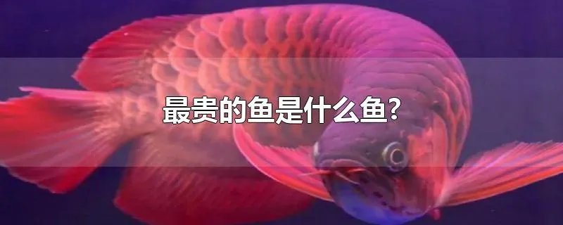 最贵的鱼是什么鱼?