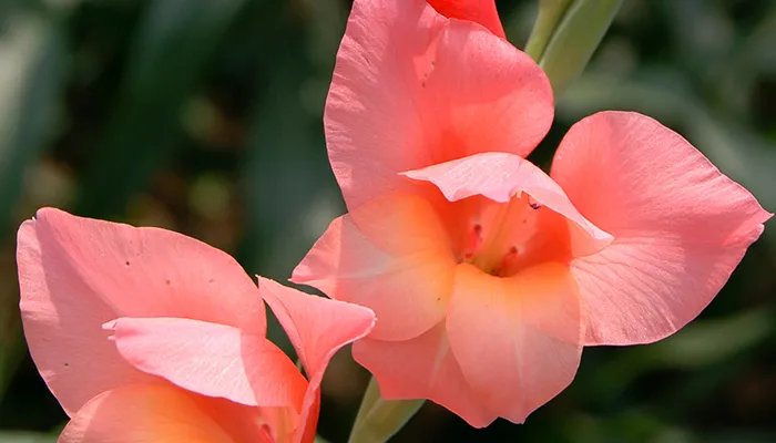 剑兰花语 剑兰花语是什么