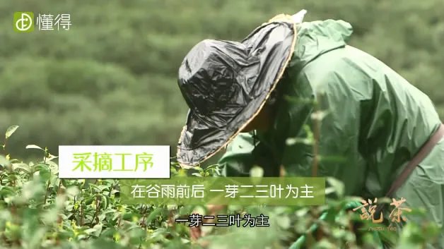 六安瓜片是什么茶