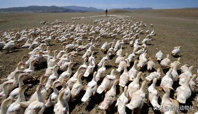 鸭子吃蝗虫吗？