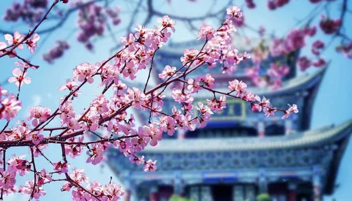 4月开什么花 农历4月开什么花