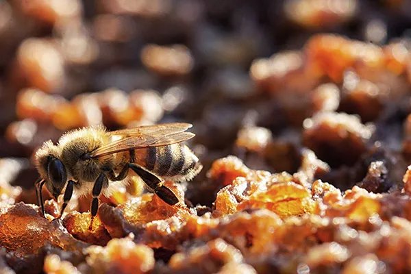 蜂蜡的作用与功效