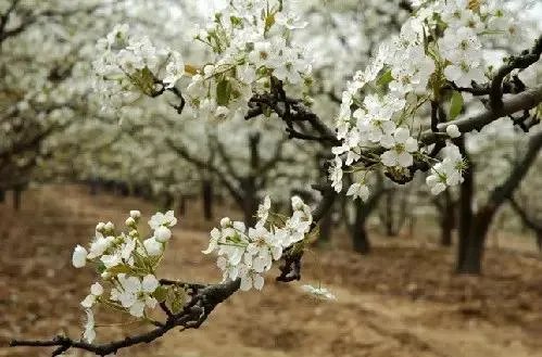 石家庄有哪些城市文化名片?