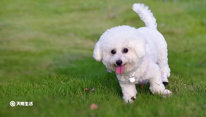 比熊和泰迪的区别