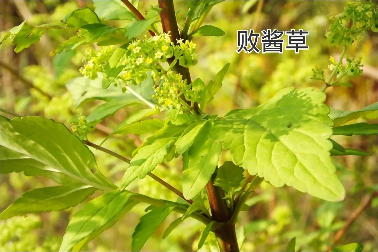 败酱草的别名及图片