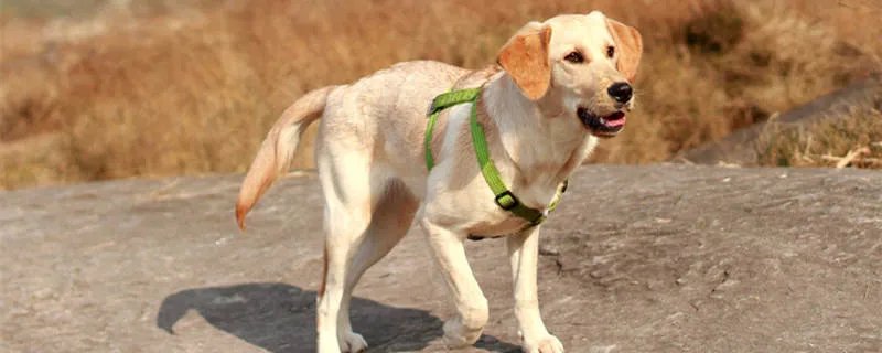 认识拉布拉多犬和金毛的区别 如何看拉布拉多品相