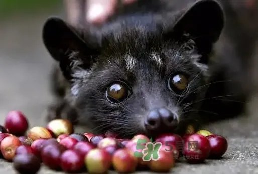 猫屎咖啡是怎么来的？猫屎咖啡的由来