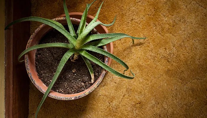 芦荟的养殖方法和注意事项 芦荟的养殖方法和注意事项有哪些