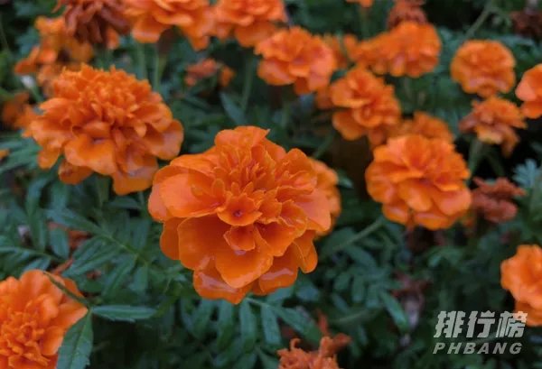 iphone12和iphone8p尺寸对比_iphone12和iphone8p尺寸大小对比