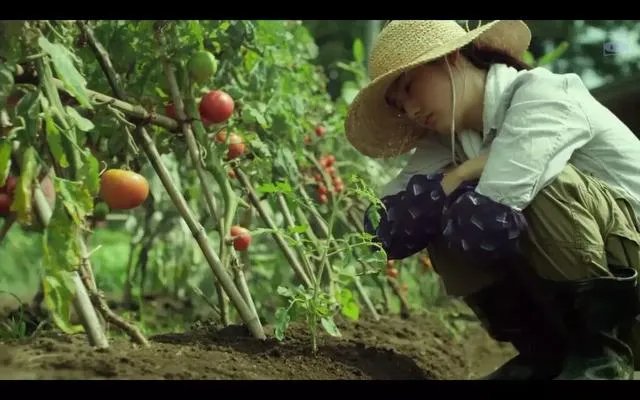 你私藏了哪些美食类电脑壁纸愿意分享？