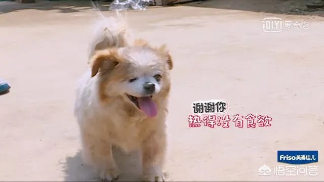 邓莎家的大麟子你们喜欢吗？