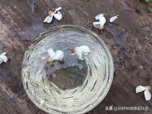 桂花蜜的制作方法？
