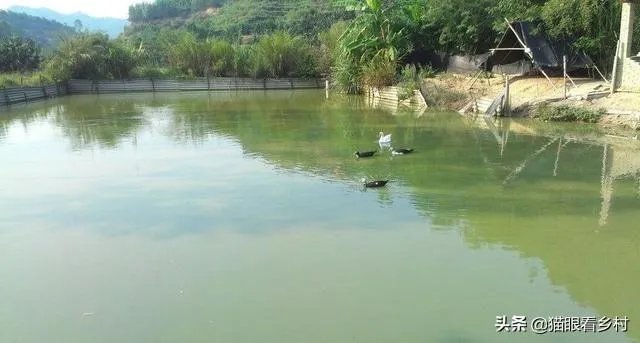 雨后池塘水浑浊怎么处理？