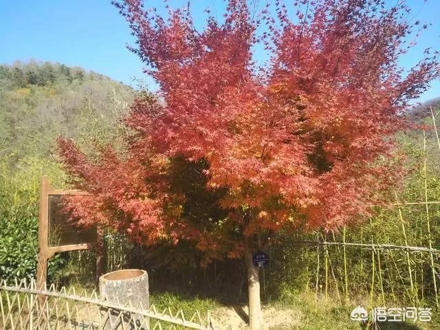 青岛最大的小区