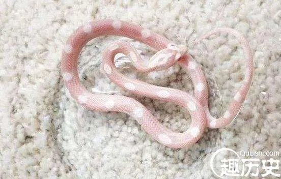 盘点蛇类的世界之最，最大的蛇亚马逊巨蟒即将灭绝