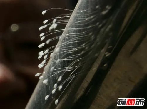 世界上最稀有的花：优昙婆罗花3000年开花(无根无茎)