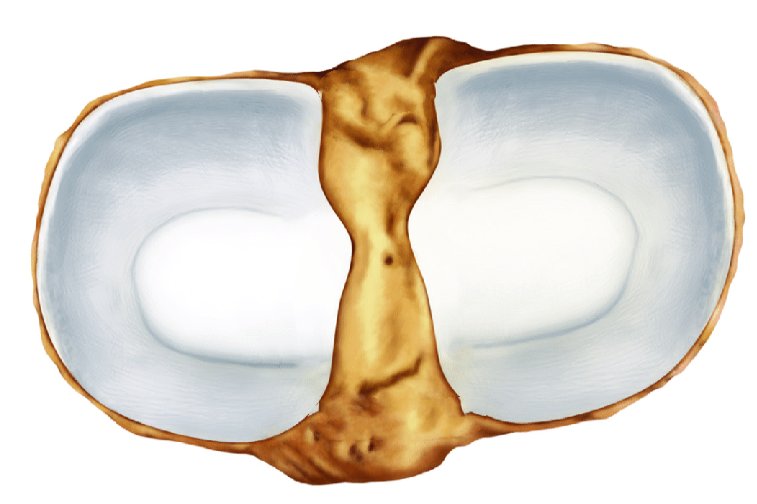 人体关节结构图