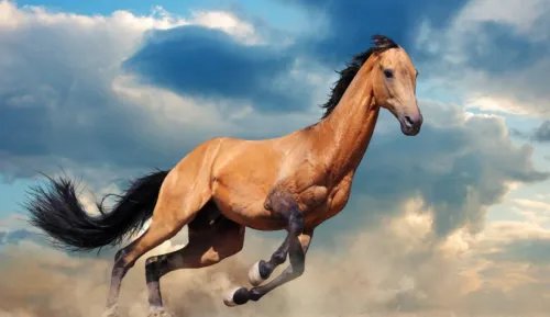 1942年属什么生肖属相 1942年的属马的是什么命