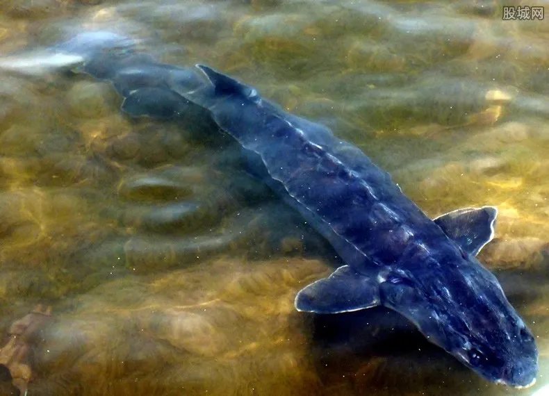 中华鲟多少钱一斤 野生和人工养殖中华鲟有何区别