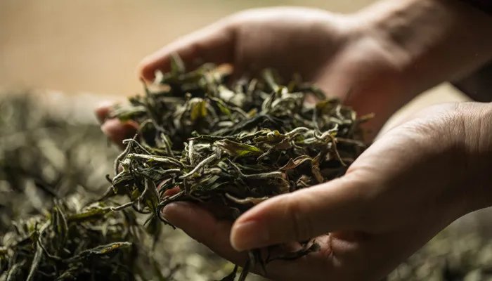 高碎是什么茶 高碎是指什么茶