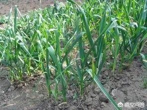 大蒜种植用什么肥料？