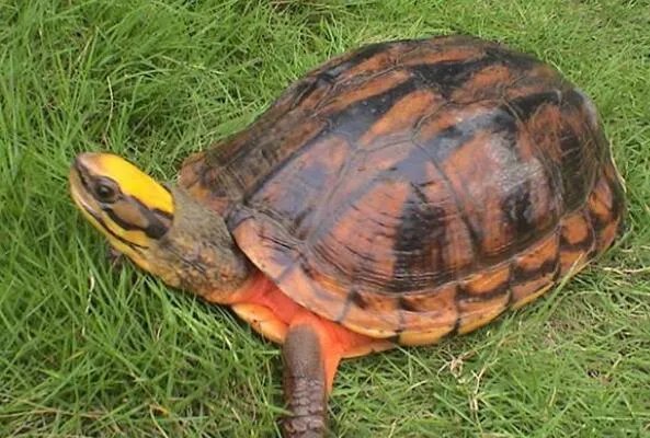 中国十大名贵乌龟 金钱龟上榜,第一被誉为“千年神龟”