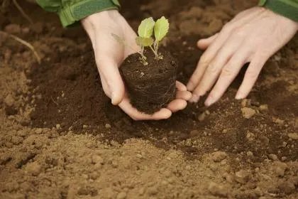 戊土生于丑月得令吗 不同季节出生的戊土是什么样的