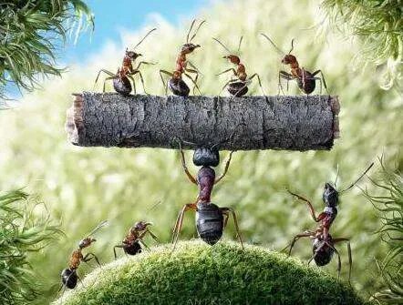 蚂蚁农场的介绍