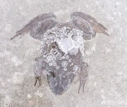 首例冷冻人复活