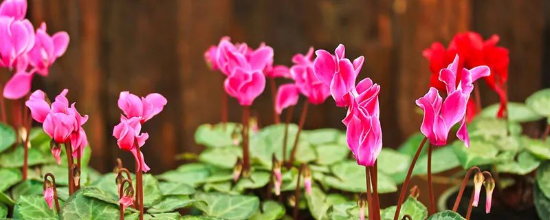 仙客来的养殖方法和注意事项 仙客来怎么养