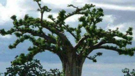 作为世界上12种最奇怪的树之一，吸血树真的能吸血吗？