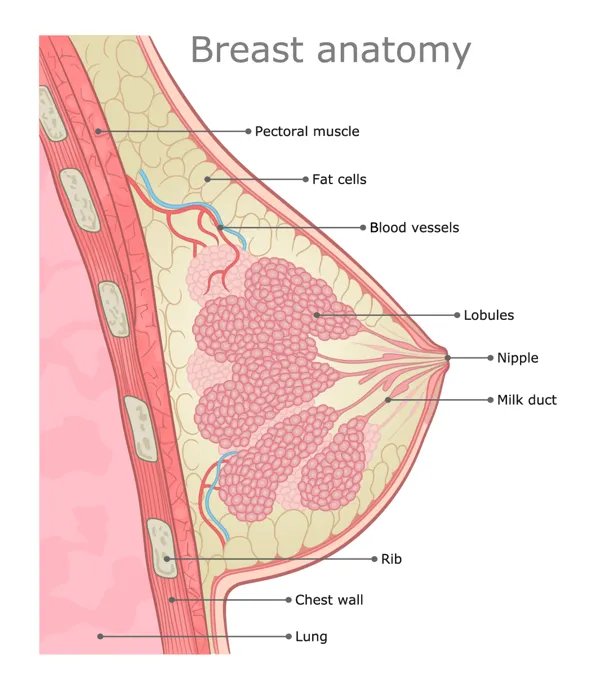 女生正常乳头长什么样?