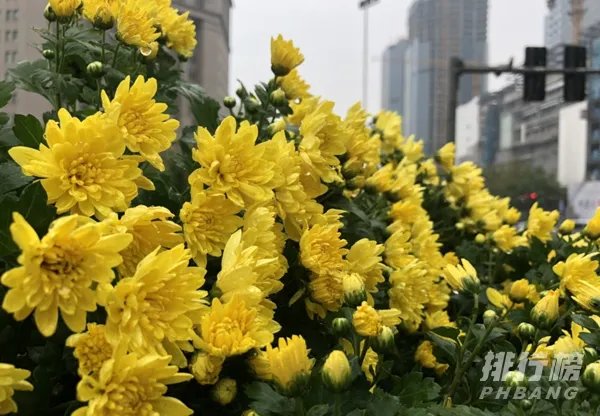 iphone12和iphone8p尺寸对比_iphone12和iphone8p尺寸大小对比