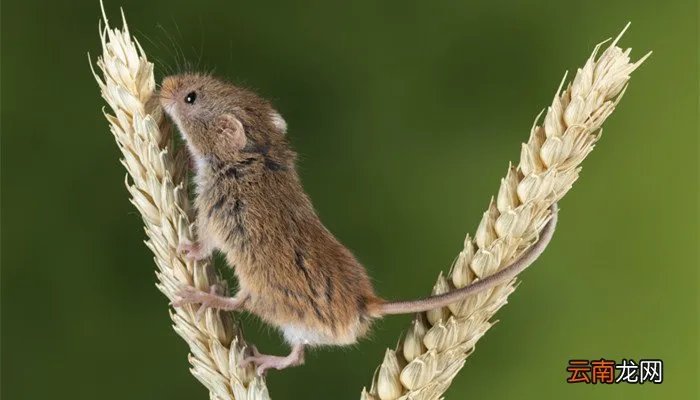 鼠的四字吉祥语 关于鼠的四字词语