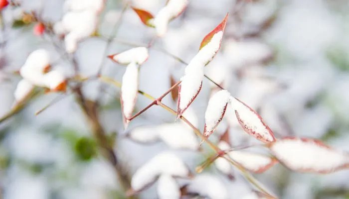 冬至祝福语简短