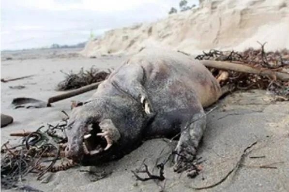 十大最出名怪物排行 吸血鬼上榜,第八是被证实真实存在的