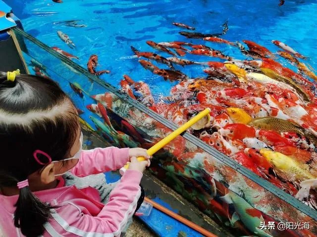 日照海洋公园门票多少钱？里边好玩吗？