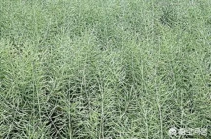 今年湖北油菜籽收的价格大概多少?