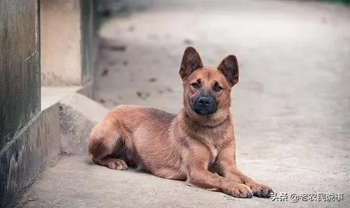 农业农村部征求意见：狗为伴侣动物拟禁食。你怎么看？