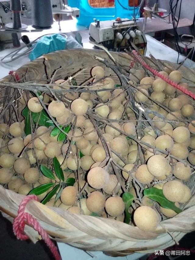 中国最出名的龙眼产地是哪里