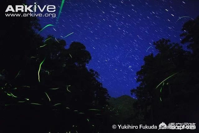 萤火虫是不是灭绝了？