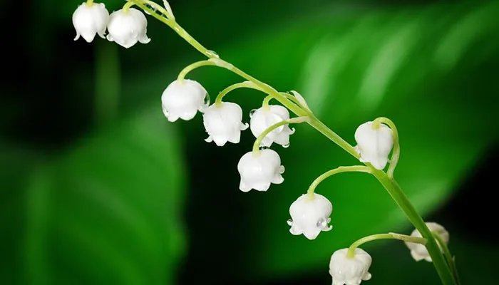 风铃草花语 风铃草的花语